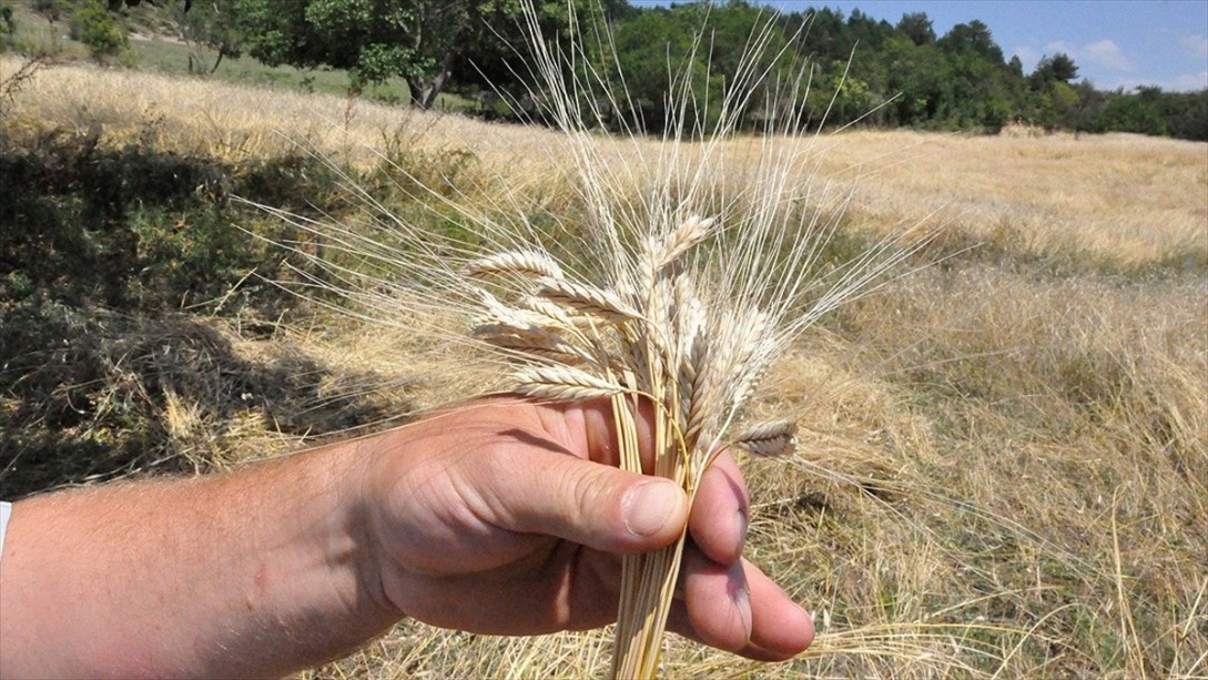 10 Bin Yıllık Siyez Buğdayının Ekim Alanları Yaygınlaştırılacak
