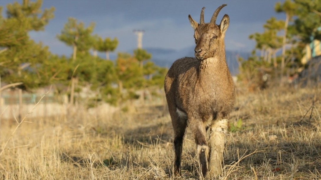 Bakanlık 12 Bini Aşkın Yabani Hayvanı Hayata Bağladı