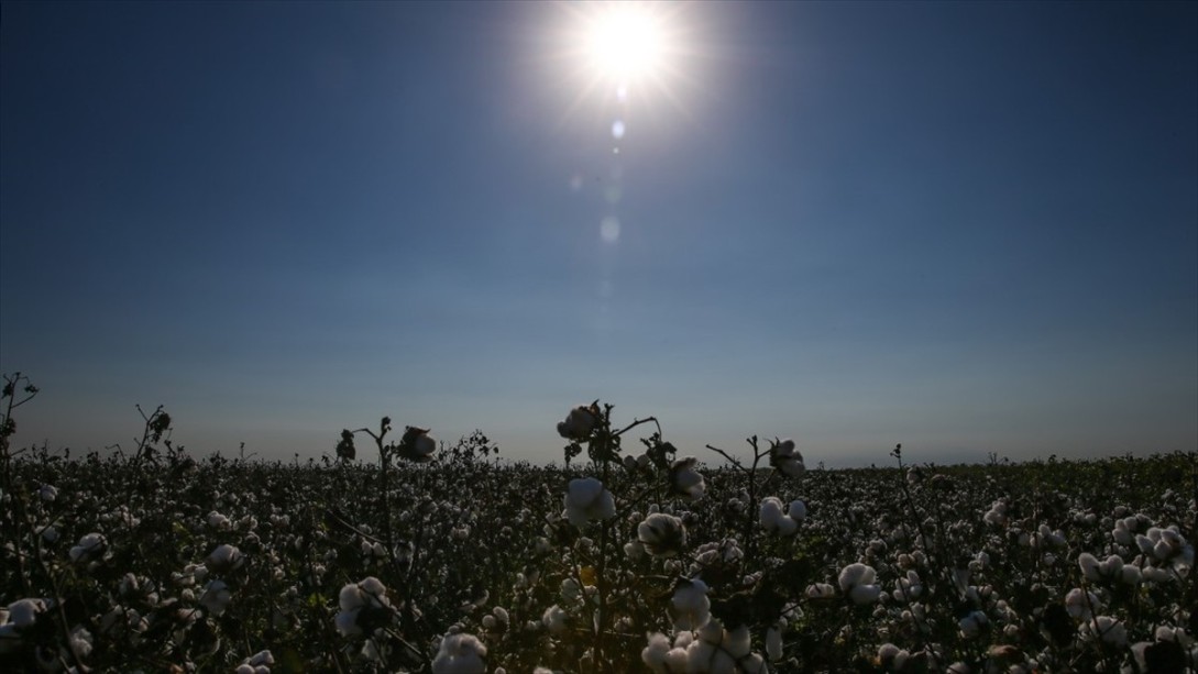 Bakanlıktan 'Renkli Pamuk' Hamlesi