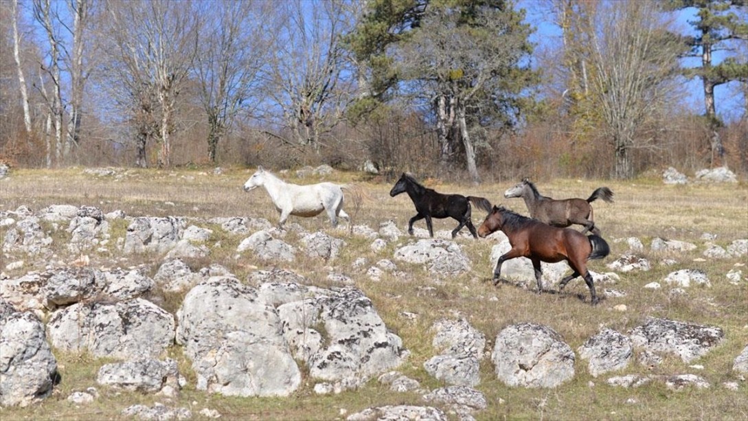 Batı Karadeniz'de Yılkı Atları