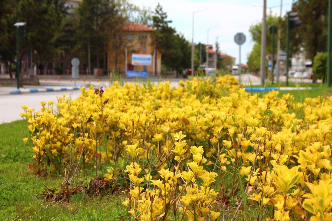 Beyşehir Belediyesi Şehri Güzelleştirmeye Devam Ediyor