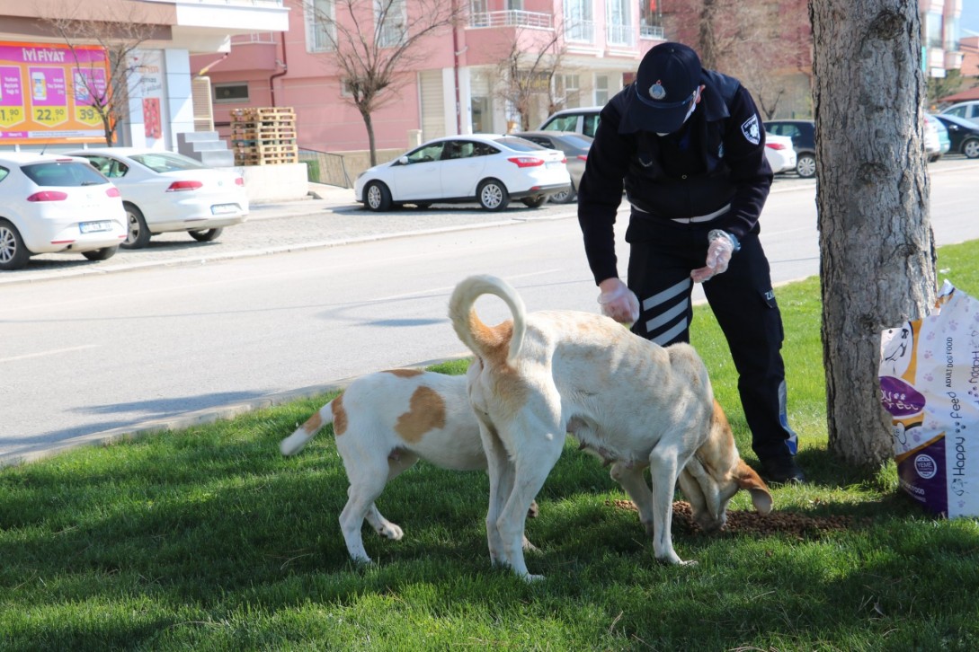 Beyşehir Belediyesi Sokak Hayvanlarını Unutmadı