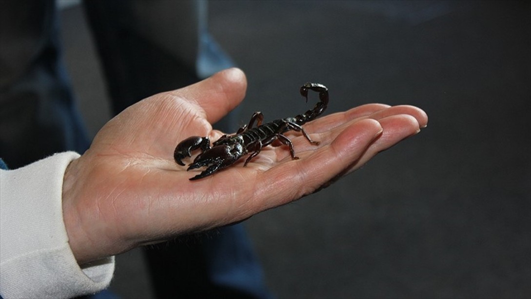 Bir Evde 3 Bin Akrep Ele Geçirildi