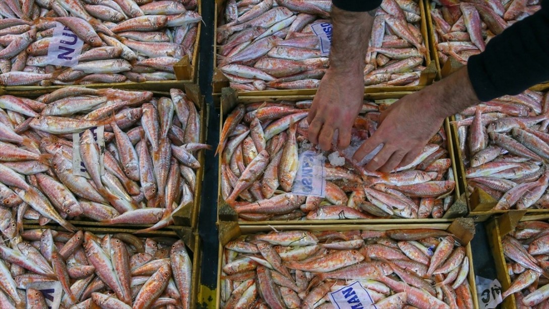 Egeli Balıkçılar Sezonu Bereketli Kapatıyor