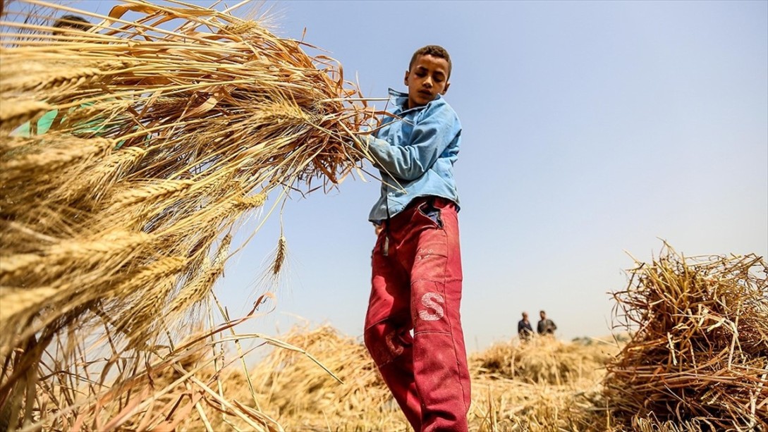 En Fazla Çocuk İşçi Tarım Sektöründe