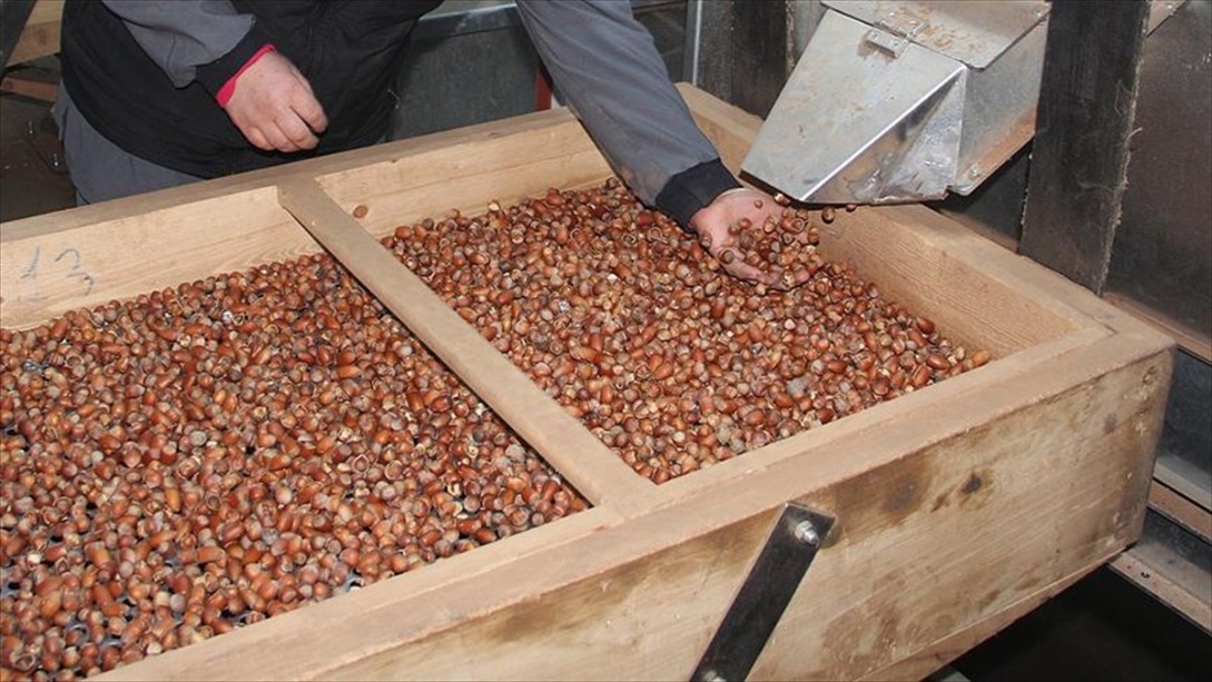 Erdoğan'dan Fındık Üreticilerine Müjde