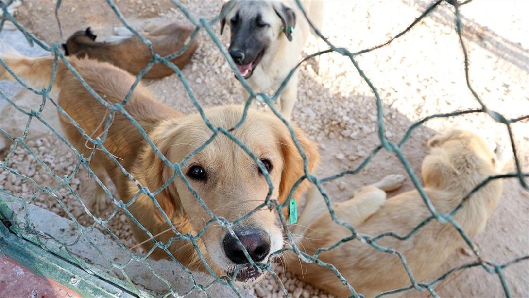 Gaziantep Belediyesinden Sokak Hayvanları İçin Büyük Yatırım