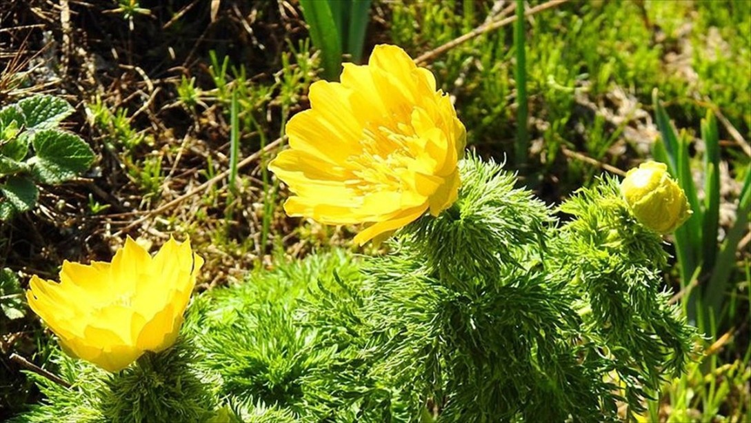 Giresun'da 150 Yıl Sonra Bulundu