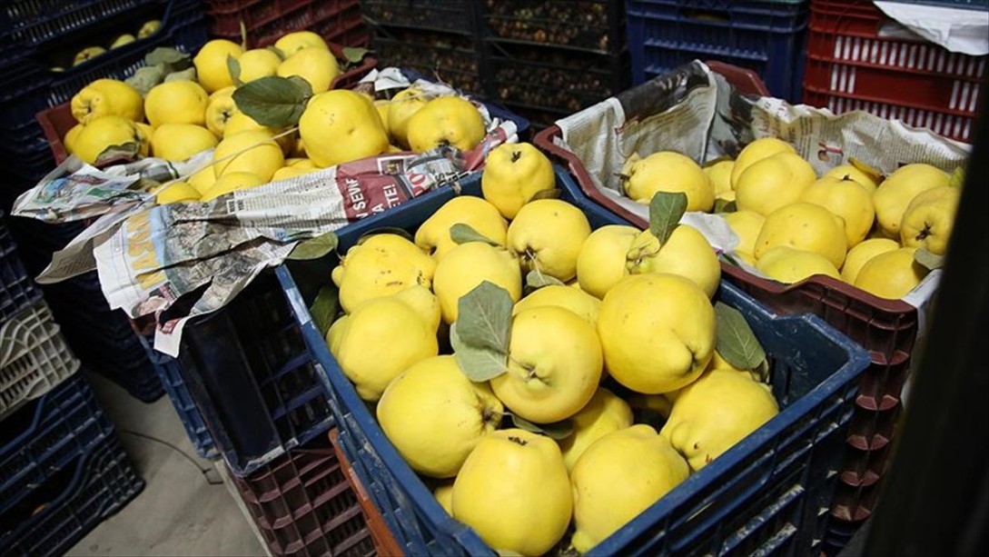 Gördes Ayvası Yeniden Yaygınlaşacak