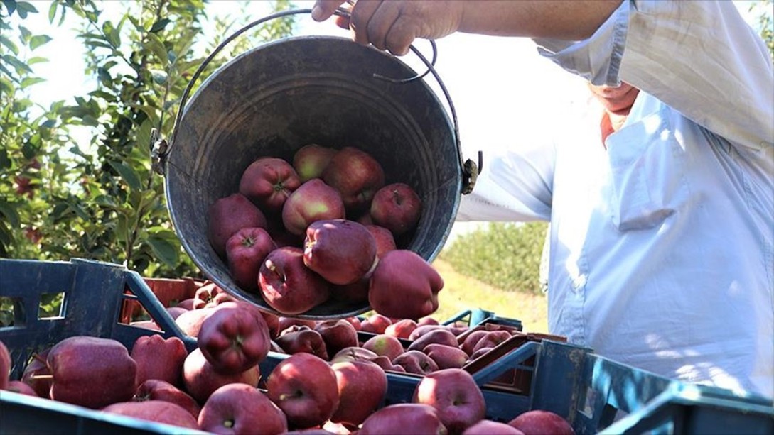 Isparta'da Elma Hasadı Başladı