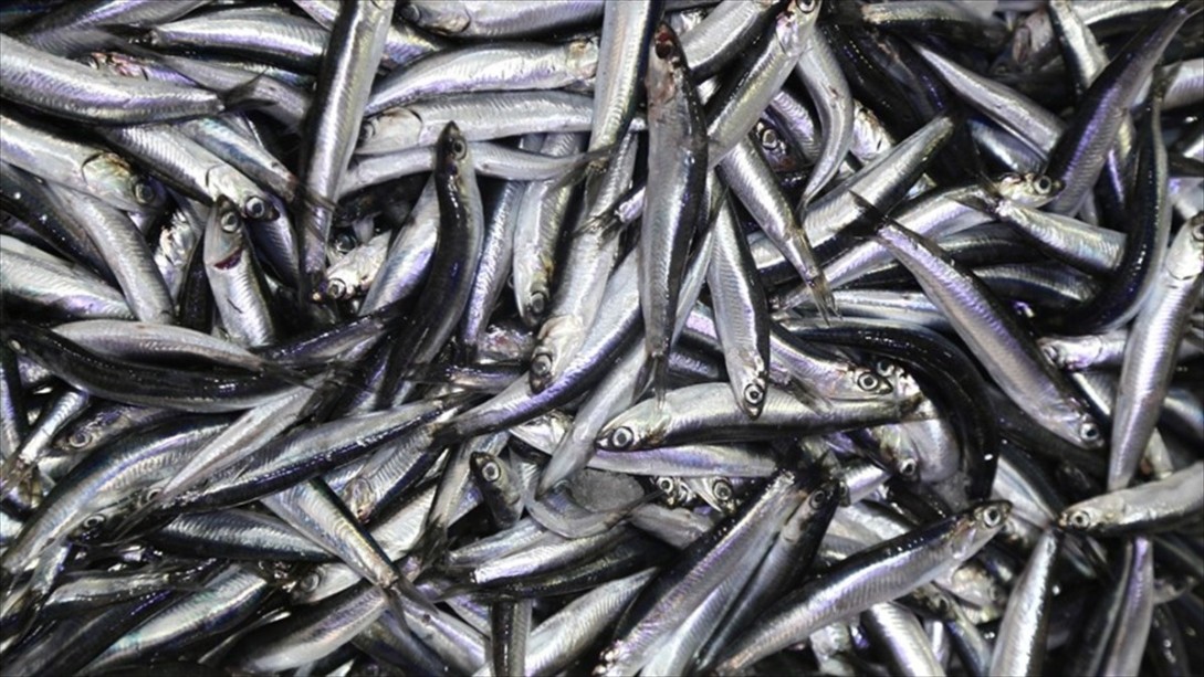 Karadeniz Hamsisi Ağlara Takılmaya Başladı