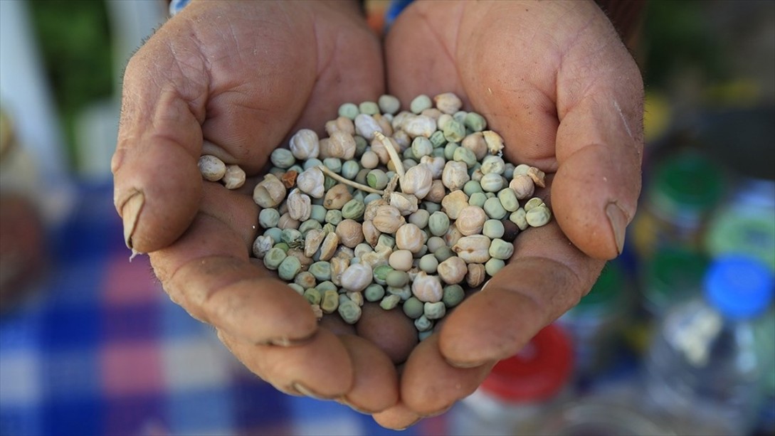 Koronavirüsün Etkisiyle Yerli ve Milli Tohum Kullanımı Artacak