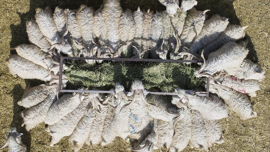 Kurbanlık İçin Küçükbaş Önerisi