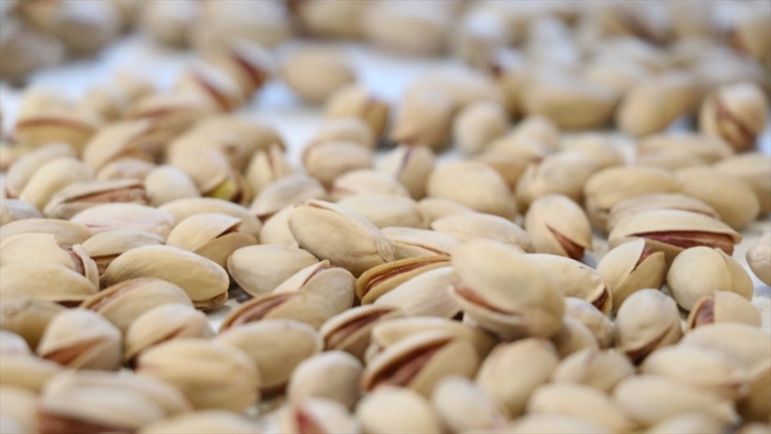 Siirt Fıstığı Dünyaya Açılıyor