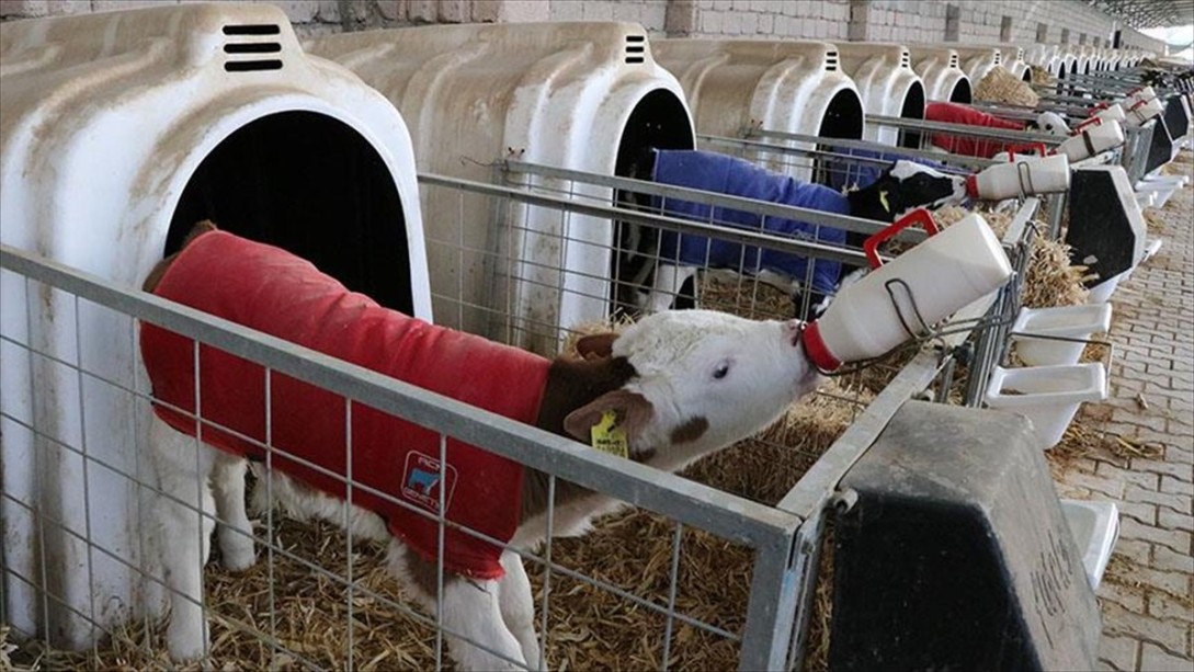 Tarım İlaçlarında İndirim ve Buzağı Destekleme Ödemeleri Başlıyor