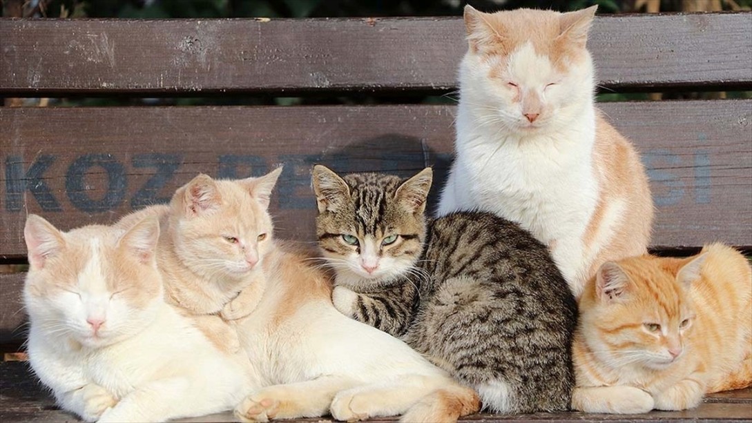 Tarım ve Orman Bakanlığı Sokak Hayvanları İçin Harekete Geçti