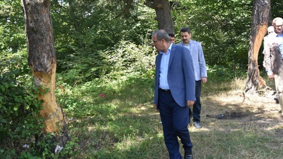 Valilikten Erbaa'da Zarar Verilen Çam Ağaçları İlgili Açıklama