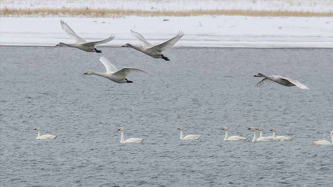 Van Gölü'nün Asil Ziyaretçileri Geldi