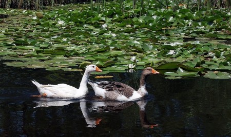21 Bölgede "Kesin Korunacak Hassas Alanlar" Resmi Gazete'de Yayımlandı