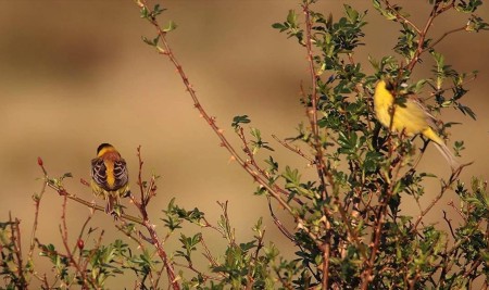 Ağrı Dağı Milli Parkı Yaban Hayatı Zenginliğiyle İlgi Çekiyor