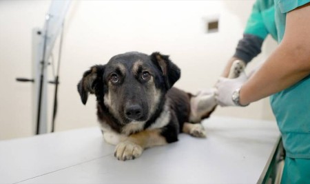 Ankara'da Hayvanlara Müdahale İçin İlk Yardım Eğitimi Verilecek