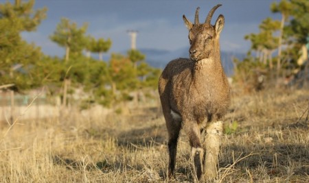 Bakanlık 12 Bini Aşkın Yabani Hayvanı Hayata Bağladı