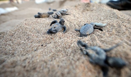Caretta Carettalarda Sevindirici Artış