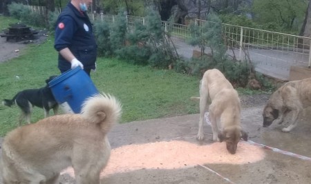 Çınarcık Belediyesi Ekipleri Sokak Hayvanlarını Aç Bırakmıyor