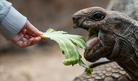 Dev Kaplumbağaların Yuvası: Changuu Adası