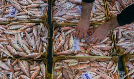 Egeli Balıkçılar Sezonu Bereketli Kapatıyor