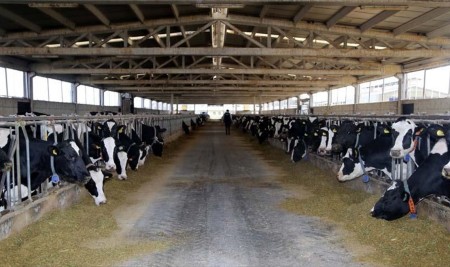 Hayvancılıkta Hibe Desteği