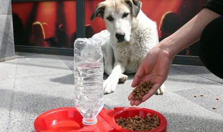 İçişleri Bakanlığından 'Sokak Hayvanları' Genelgesi