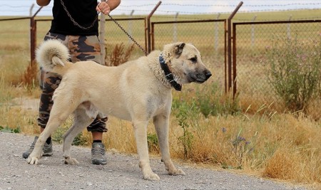 İtalya'da Kurt Saldırılarına Karşı Kangal Köpeği Önerisi