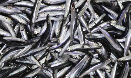 Karadeniz Hamsisi Ağlara Takılmaya Başladı