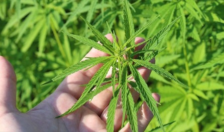 Kenevir Üretiminde Yeni Dönem