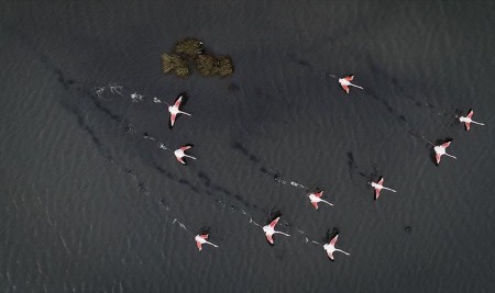 'Kuş Oteli' Rekor Sayıda Flamingo Ağırlıyor