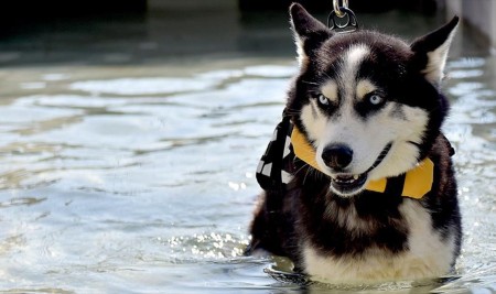 Mersin'de Sokak Hayvanları Merkezi