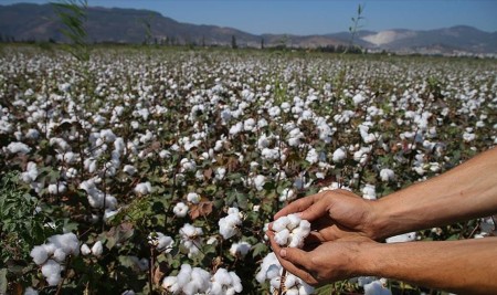 Pamukta Hedef İthalatı Bitirmek