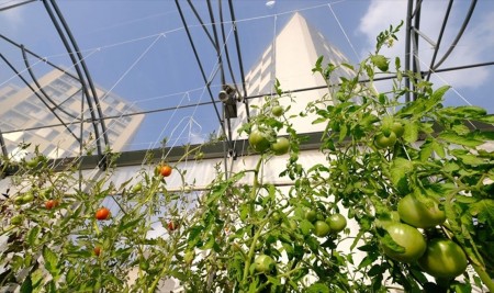 Paris'in Çatılarında 'Kentsel Tarım'