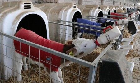 Tarım İlaçlarında İndirim ve Buzağı Destekleme Ödemeleri Başlıyor