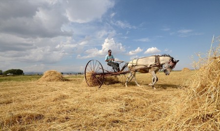 TMO Alım Fiyatlarını Hasat Öncesi Belirleyecek