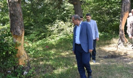 Valilikten Erbaa'da Zarar Verilen Çam Ağaçları İlgili Açıklama