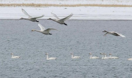 Van Gölü'nün Asil Ziyaretçileri Geldi