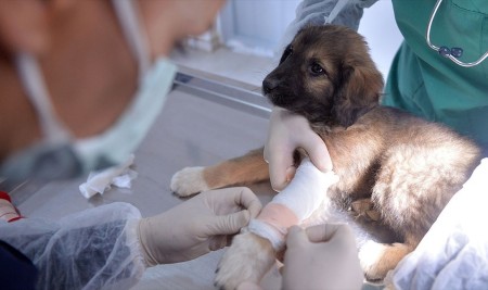 Veterinerler Fiili Hizmet Zammından Yararlanmak İstiyor
