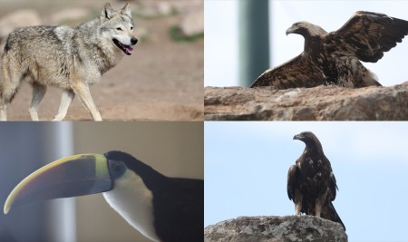 Yaban Hayatının 'can Kurtaran' Hayvanat Bahçesi