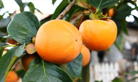 Yazın 'Lapseki Şeftalisi' Kışın 'Trabzon Hurması' Üretiyorlar