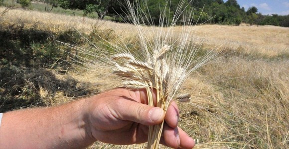 10 Bin Yıllık Siyez Buğdayının Ekim Alanları Yaygınlaştırılacak
