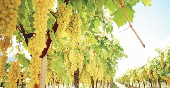 Alaşehir'de 2 Bin Tondan Fazla Üzüm Tüketiciyle Buluştu