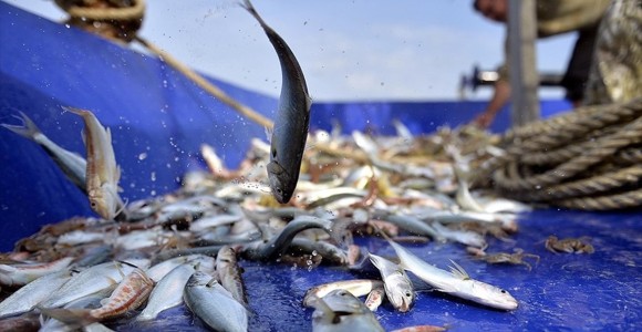 Balıkçılara Destek Ödemeleri Başladı