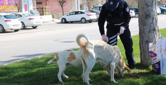 Beyşehir Belediyesi Sokak Hayvanlarını Unutmadı